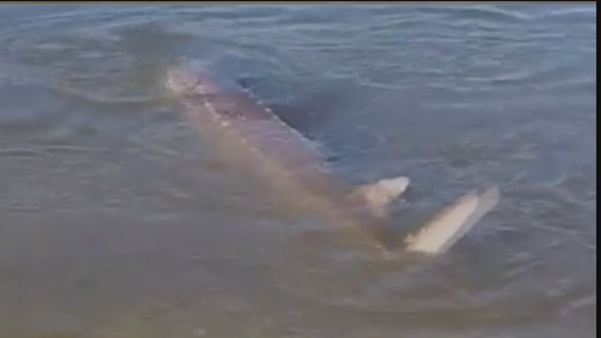6 foot sturgeon caught and released in Boise pond